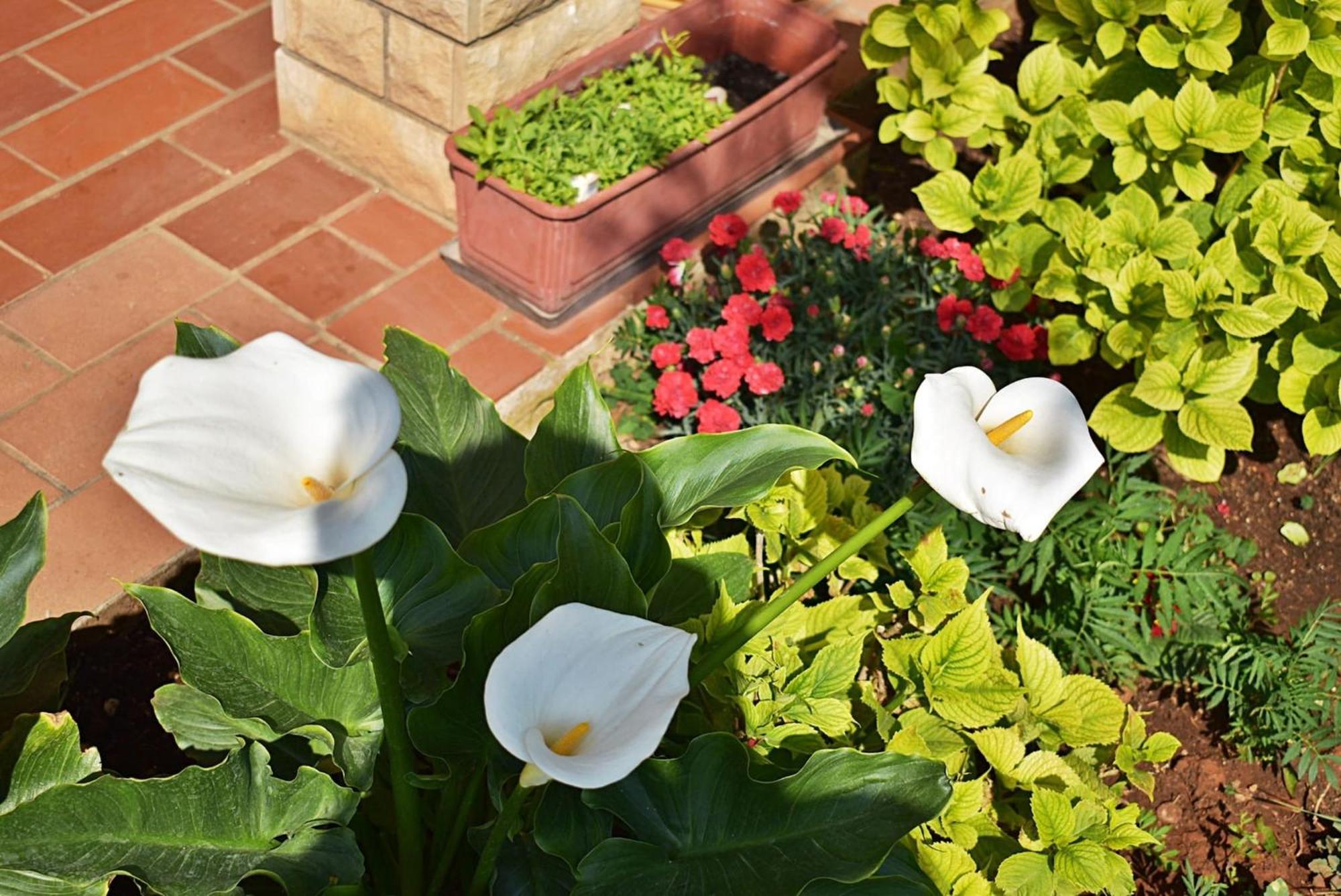 Flower Garden Rhapsody - Modern Family Apartments Near Fažana Exterior foto